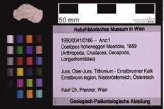 Foto (Objekt + Etiketten) von Coelopus hoheneggeri (Moericke, 1889) (NHMW-GEO-1990-0041-0186)